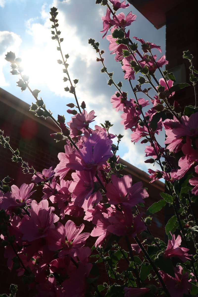 AlbertSnail's tweet photo. #Lavatera #Flowers in my front #garden today๐๐ท #mygarden #GardeningTwitter #gardeningx #gardening #Flower #GardenersWorld https://t.co/A4x966EtsL