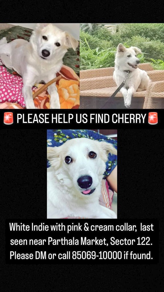 Please help in sharing 

#LostDog