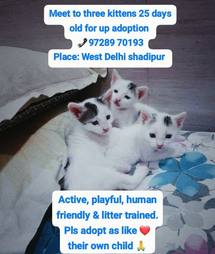 Pls guys share this post sothat as soon get loving family home 🏠