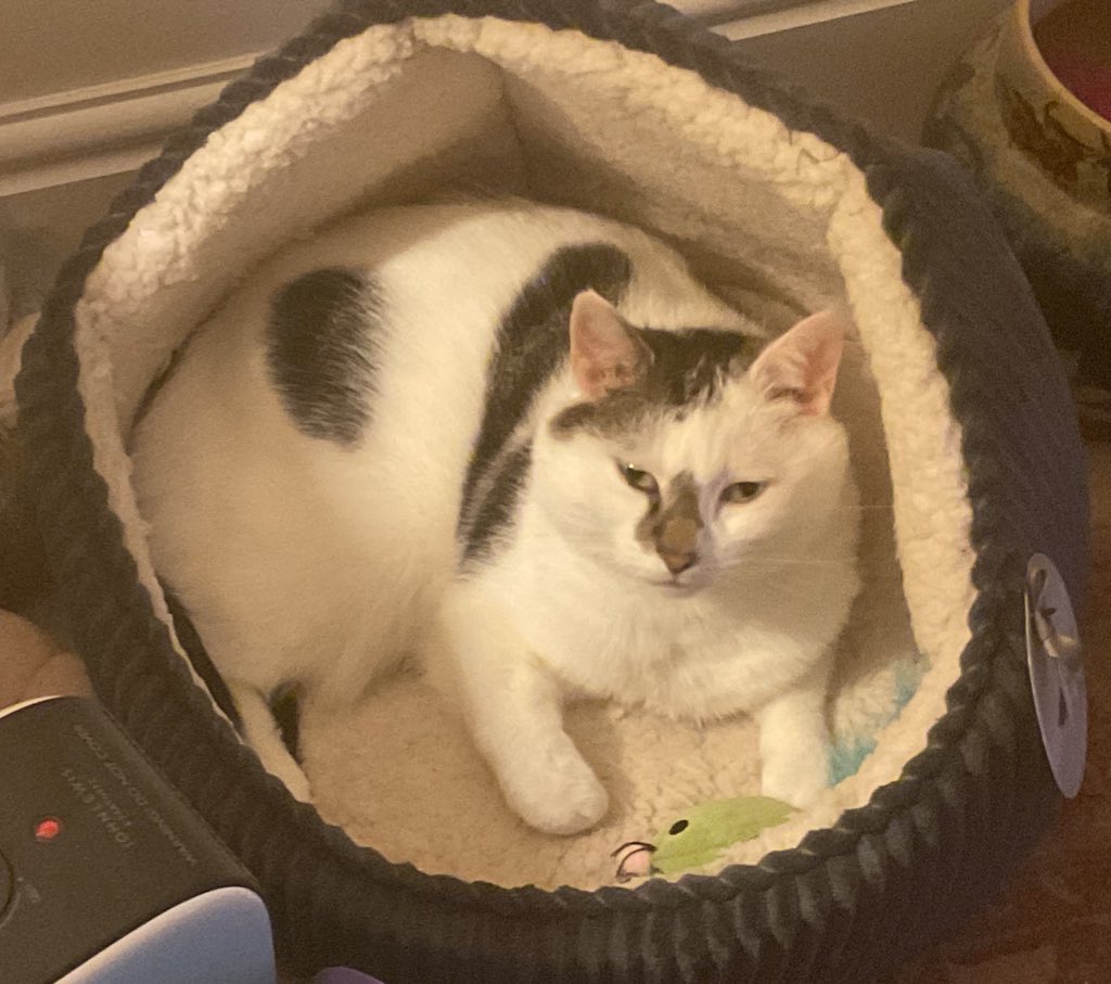 Winnierescuecat's tweet photo. Someone’s stolen the sun this evening so I’m back in my bed! I might stay here until it comes back! #cat #TuesdayProtest #StolenSun #summer ☀️☀️☀️☁️☁️☁️🛏️🛏️🛏️😺😺😺 https://t.co/lvjun6eQ5E