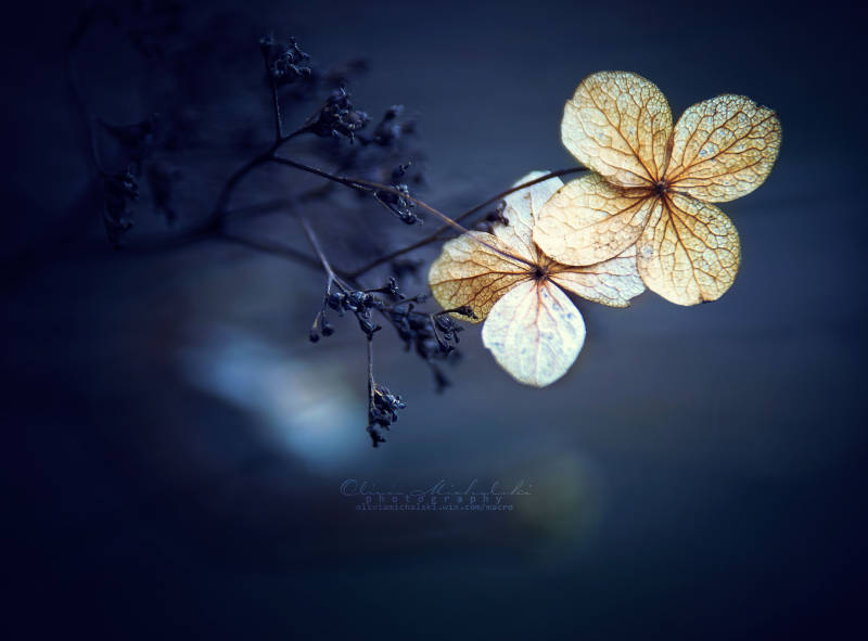 Monica85198503's tweet image. “Perhaps one did not want to be loved 
so much as to be understood.”

~ George Orwell
·

© 𝑊ℎ𝑖𝑠𝑝𝑒𝑟 by Olivia Michalski