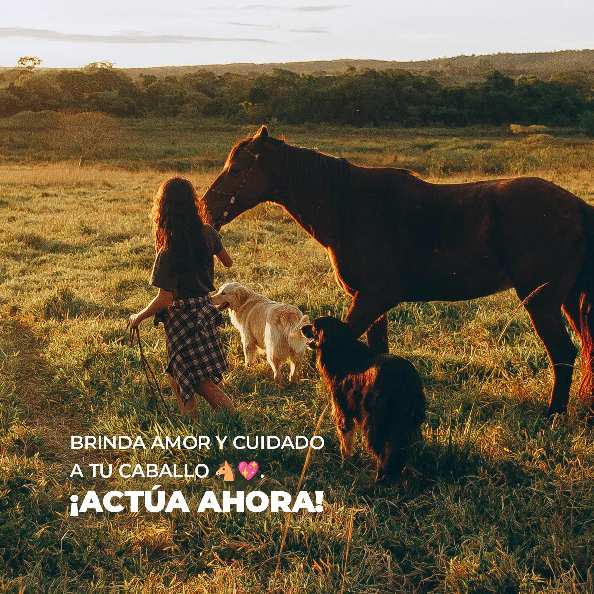 PRGAPSA's tweet image. Dato curioso: ¡Los caballos tienen excelente memoria! Si eres un buen guardián, ten por seguro que siempre lo recordarán. 🐴

Conoce aquí información sobre la manera correcta de cuidar caballos: 
gapsa.pr.gov/caballos

#SientenComoNosotros