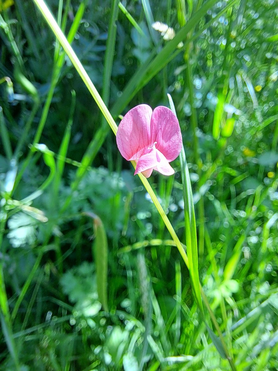 Gorgeous day sketching at <a href="/BelmontHseGdns/">Belmont House and Gardens</a> again today with Mum at a <a href="/BobLamoon/">Robert Lamoon</a> course.