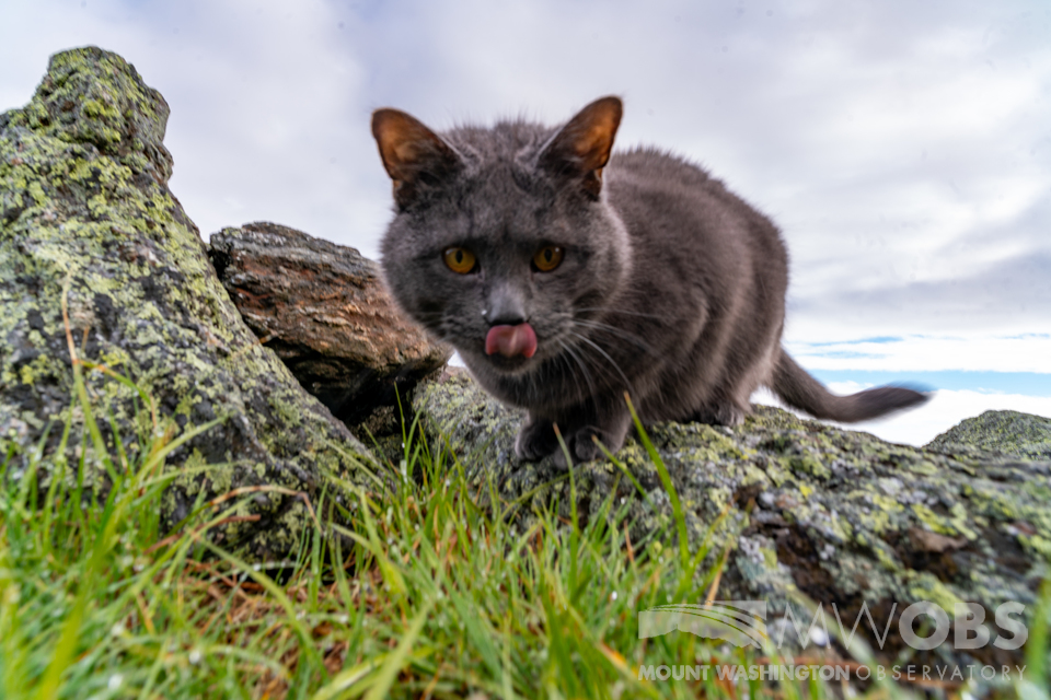 MWObs's tweet photo. If you want to make Nimbus even happier than he is here snacking on grass atop the rock pile, consider a donation to his Seek the Peak fundraising page. He'll even send you a purrsonal thank you: https://t.co/NXffN7kGod #catoftheday🐾 https://t.co/GiyrUZxpYf