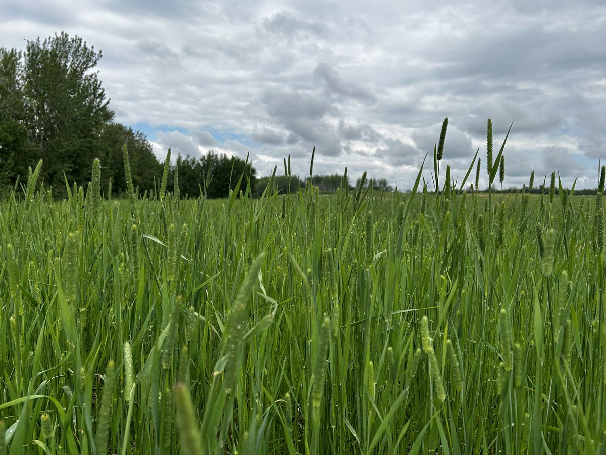 Hazmatt665's tweet photo. This field of @BrettYoungSeeds Timothy seed production  by Mayerthorpe, AB has been enjoying the rain showers it has received. First year field, thin in areas but looking good! https://t.co/7FH09BR86s