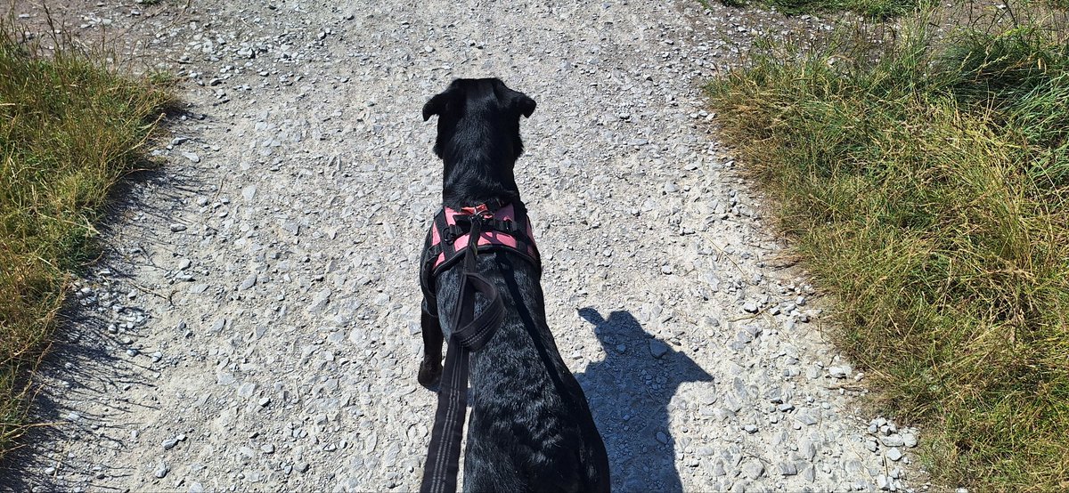 coombes_angie's tweet photo. #invigilating today still, doing year 10 mocks also 3 #dogs today 🐈🐾
Nansi enjoying her walk this morning, then Jess in her garden & finally Yogi. All safely walked in the shade where possible, only about 21 degrees here so not as hot as elsewhere
#dogsitter https://t.co/10HhAMphav