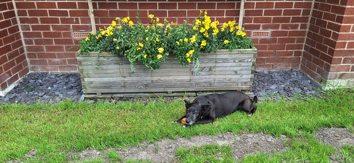 coombes_angie's tweet photo. #invigilating today still, doing year 10 mocks also 3 #dogs today 🐈🐾
Nansi enjoying her walk this morning, then Jess in her garden & finally Yogi. All safely walked in the shade where possible, only about 21 degrees here so not as hot as elsewhere
#dogsitter https://t.co/10HhAMphav