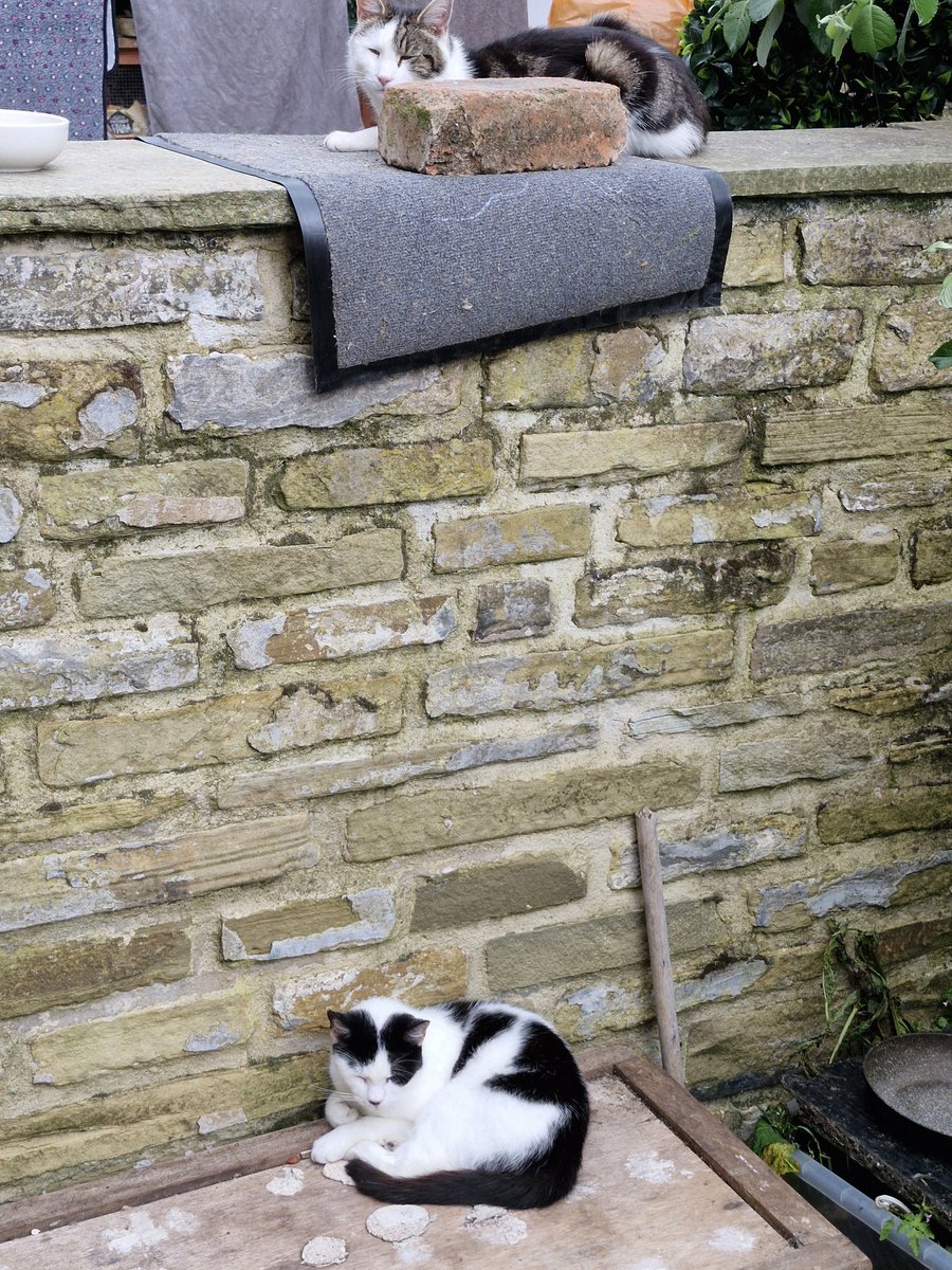 David Green (@dave4wibsey) on Twitter photo <a href="/CanvassingCats/">Canvassing Cats</a> An interesting mix today, the first was thinking about attacking me, the black one treated me with disdain (rightly so) and the third was preparing to brick me. <a href="/CanvassingCats/">Canvassing Cats</a> An interesting mix today, the first was thinking about attacking me, the black one treated me with disdain (rightly so) and the third was preparing to brick me.