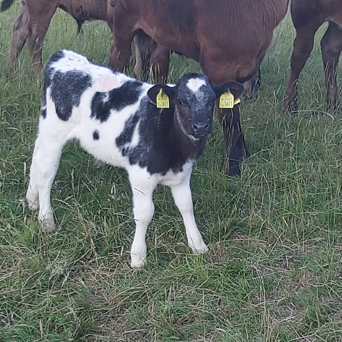 <a href="/rockola1958/">Graeme Watts</a> <a href="/BelmontHseGdns/">Belmont House and Gardens</a> A quintessentially British scene here at #BelmontHouse this evening, the sky, the park, the trees, the cattle #Home