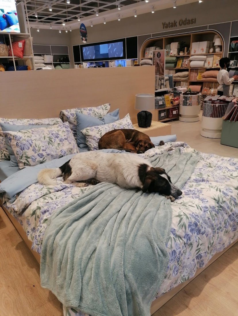 tugberk37's tweet photo. 🔴 Önemli Duyuru🗣️

Sokakta gördüğünüz evsiz vatandaşları ENGLISH HOME mağazasına yönlendirin.

Sokak köpeklerinin mağazasında barındıran, mağazasını evsiz insanlara seve seve açar 🤗 https://t.co/zrJLmhs1Cy