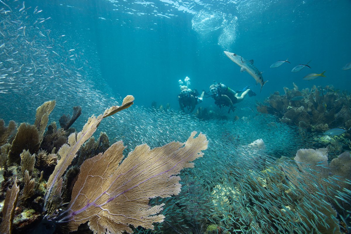 marinesanctuary's tweet photo. Congratulations to the #FloridaKeys and Ten Thousand Islands for being named as the newest @MissionBlue #HopeSpot!
This Hope Spot protects the mangroves, coral reefs, seagrasses, and marine life of @FloridaKeysNMS. Learn more from @SylviaEarle: https://t.co/nJmjRloi3W https://t.co/XE7vQFDtlQ
