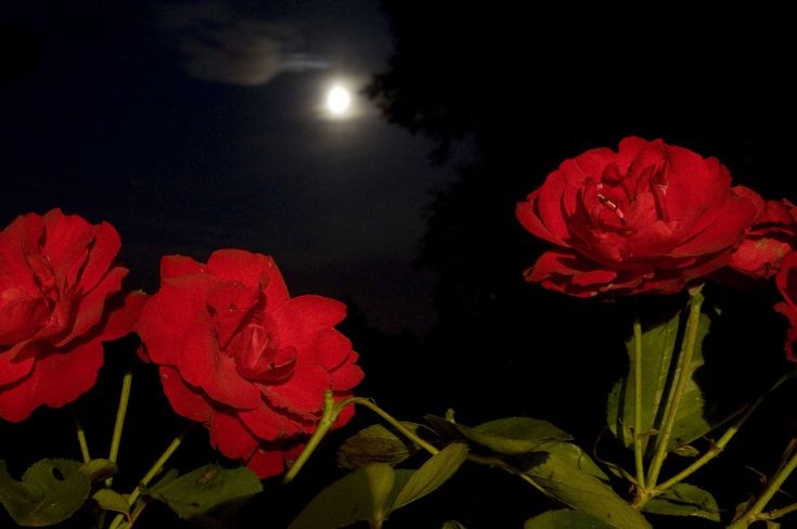 В̽̐̊̊̈ы͈̮͈̝̪̽̐̊ͫ̅̐ͮ з̫̽̐̊а͚͚̲̝͇̽̐̊̔ͮ͂͗ͦб͙̦̽̐̊ͥ̍ы̫̽̐̊л̪͕͙̯̽̐̊̅ͬ̈ͯ̌и̫̽̐̊ м̽̐̊̂̾̾͑ͣͤе͙̦̽̐̊ͥ̍н̱̙̼͔̺̽̐̊̒͒̿̒я̲̩̘̽̐̊̈́ͦ̐?͎̗̽̐̊̅ͥ¿̽̐̊

— Подлинная красота бессмертна. И она таится не в золотом лике. Добро пожаловать в царство прекрасного, нежная роза. Идрила снова дома.