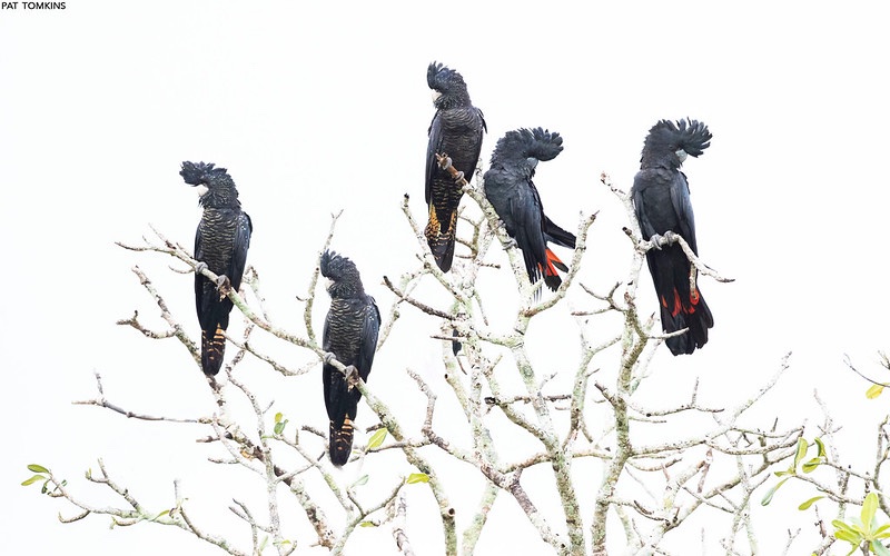 Please repost. A reminder that early bird registration for #ISBE2024 closes this Friday 28 June at 11:59pm Australian Eastern Standard Time. More information at isbe2024.com

<a href="/BehavEcol/">Behavioral Ecology</a>