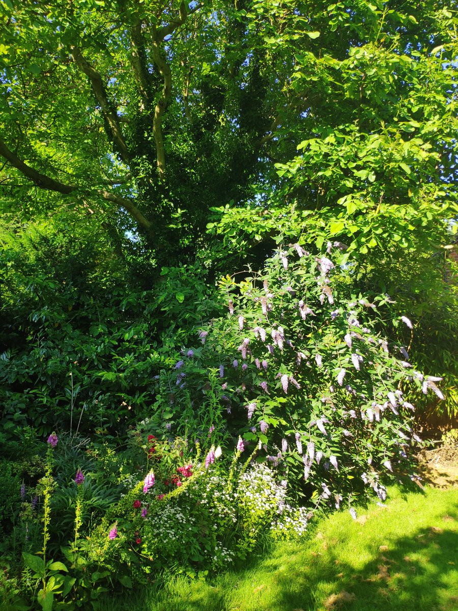 Magnificent buddleia under the walnut tree in the garden, air is full of it's fragrance, however, I've still to see a single butterfly in the garden, was the cool cloudy weather to blame. ??