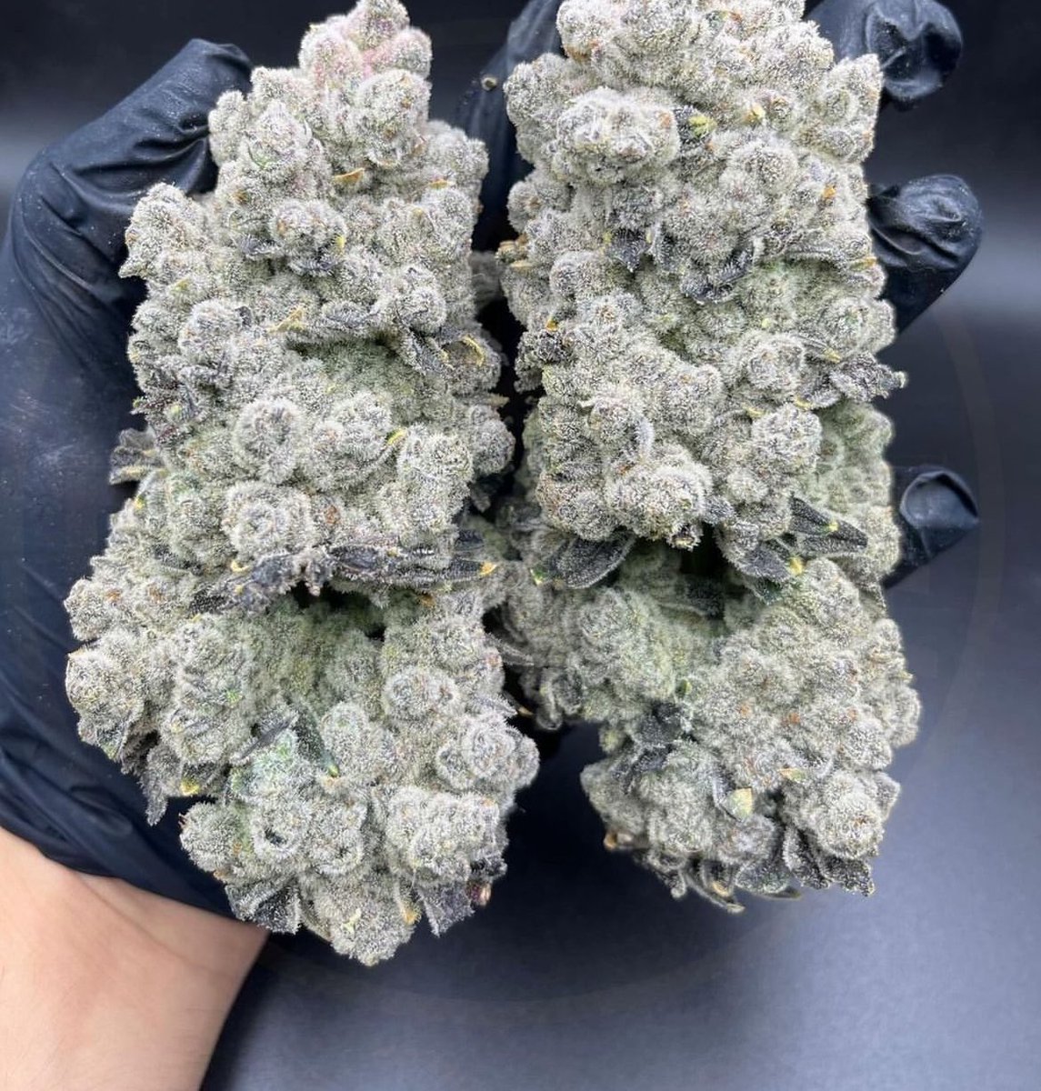 🚨 URGENTE: Carmen Lucia acaba de confirmar seu voto a favor da descriminalização da maconha.