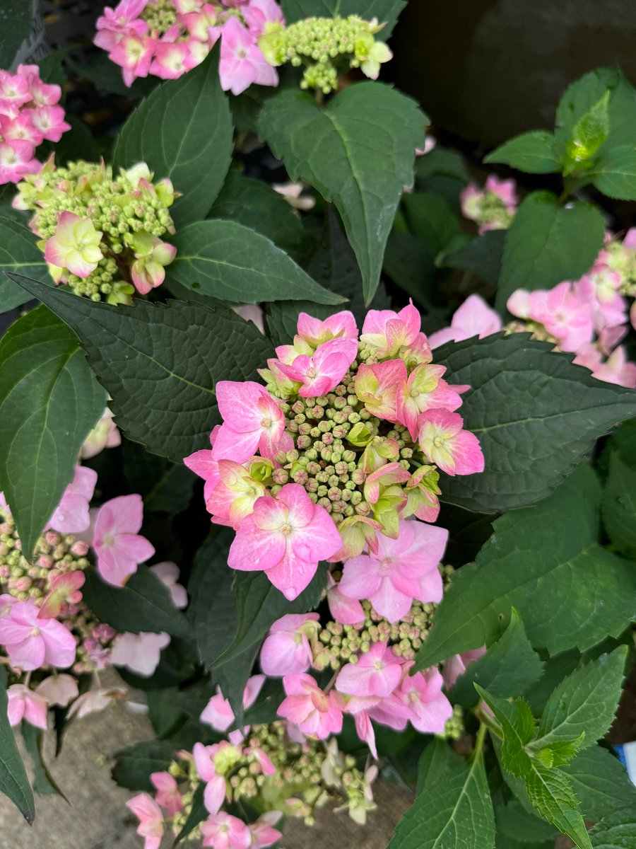 Gloomy days remain bright here at Alsip Home &amp; Nursery! 🌸