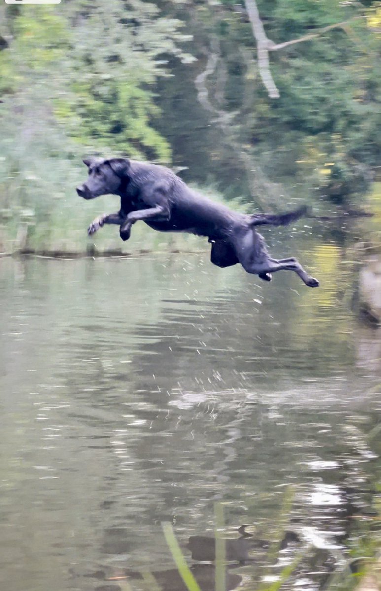 MissEmmaT1's tweet photo. Walter making the most of the water and cooling off this evening https://t.co/XWsN3e6cGk