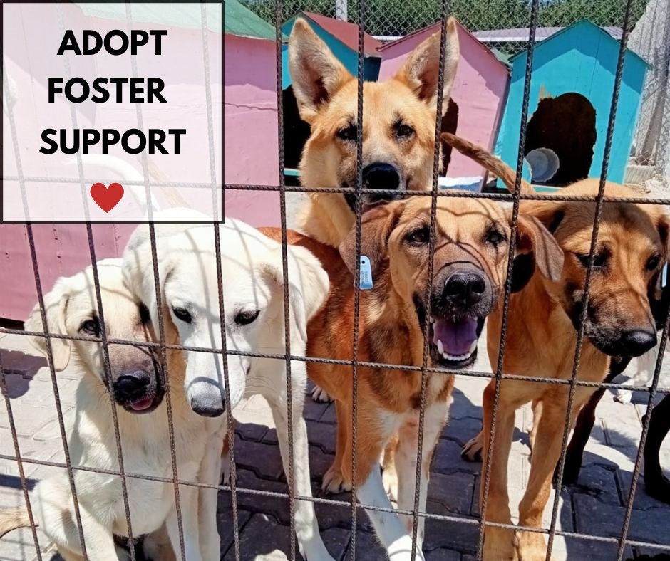DogDeskAction's tweet image. There are millions of unwanted #dogs living on the streets or stuck in shelters all over the world

Please share this message with anyone you think needs to hear it

Adopt if you can
Foster if you are able
Support rescue organisations by volunteering, donating or fundraising