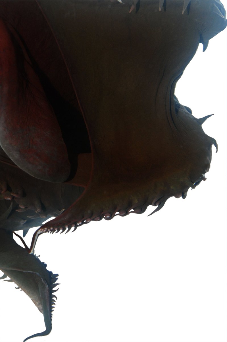 This is a shot of the webbed arms of Vampyroteuthis infernalis as it swims in a specialized tank on board our ship. I'm not sure if there's any angle from which this animal is not charismatic. The only genus in the cephalopod order Vampyromorphida, it always impresses