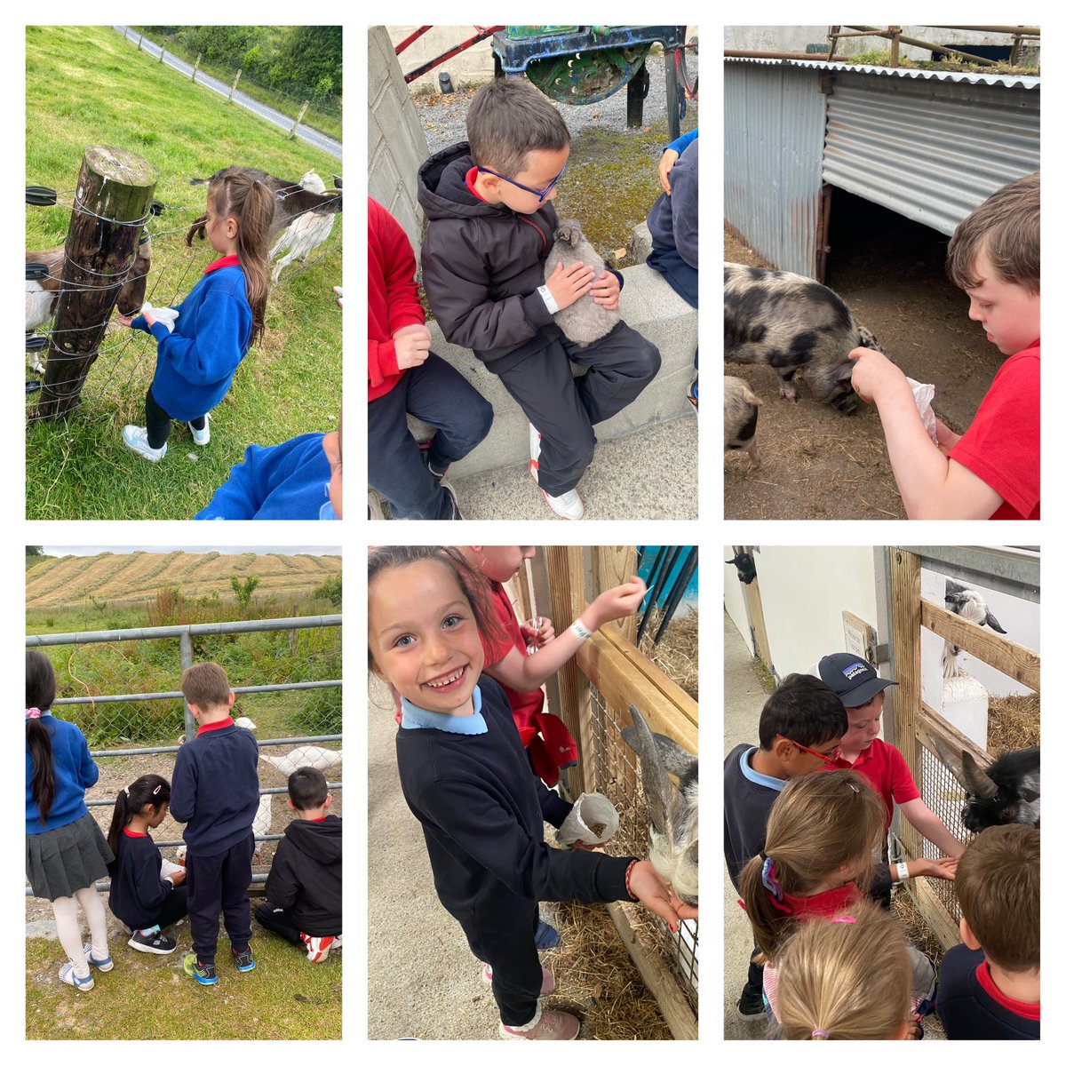 Junior Infants St Attracta's N.S. tweet media