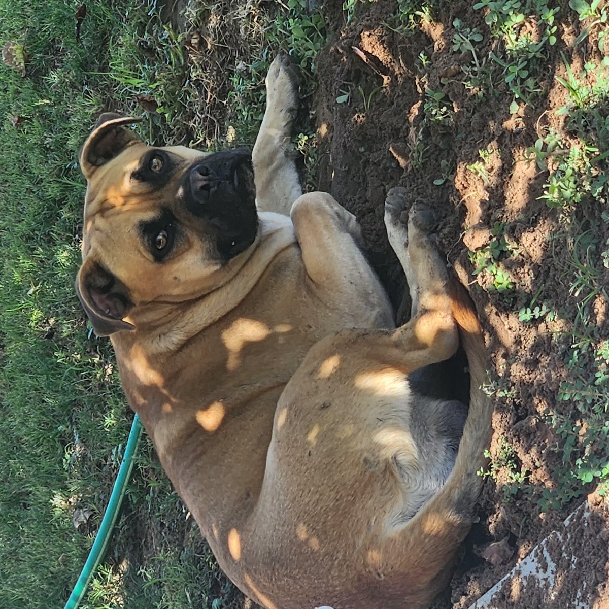 I found this cutie under my tree in the Nolan Richardson/Belfry Park area around Jane Hambric. Please share to help me find his family.