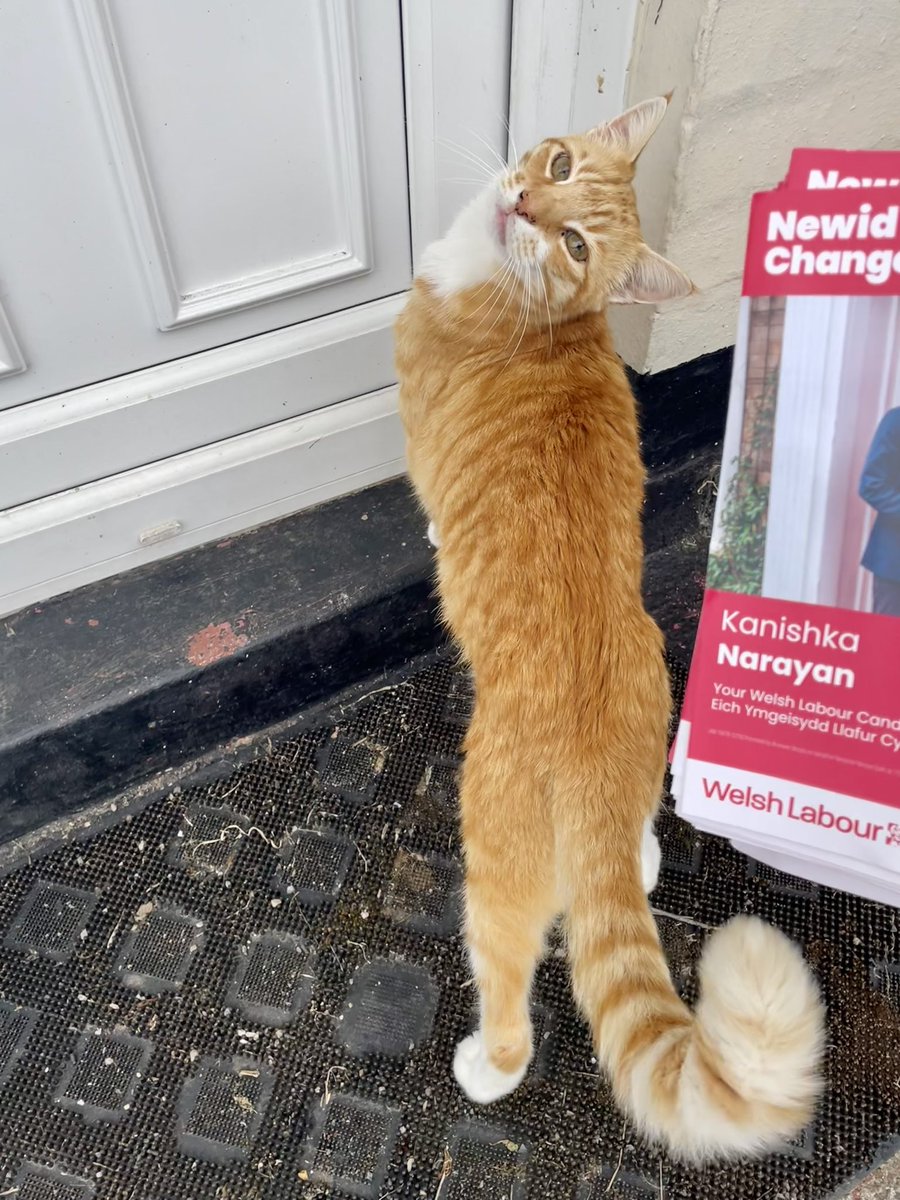 Leo Holmes πΉπͺπΊ (@leoholmes1999) on Twitter photo This gent was a big fan of Labourβs animal welfare plans on the #LabourDoorstep today! πΉ
#GeneralElection #Canvassingcats <a href="/CanvassingCats/">Canvassing Cats</a> This gent was a big fan of Labourβs animal welfare plans on the #LabourDoorstep today! πΉ
#GeneralElection #Canvassingcats <a href="/CanvassingCats/">Canvassing Cats</a>