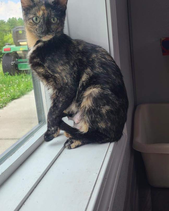 Furry Friends Refuge tweet media