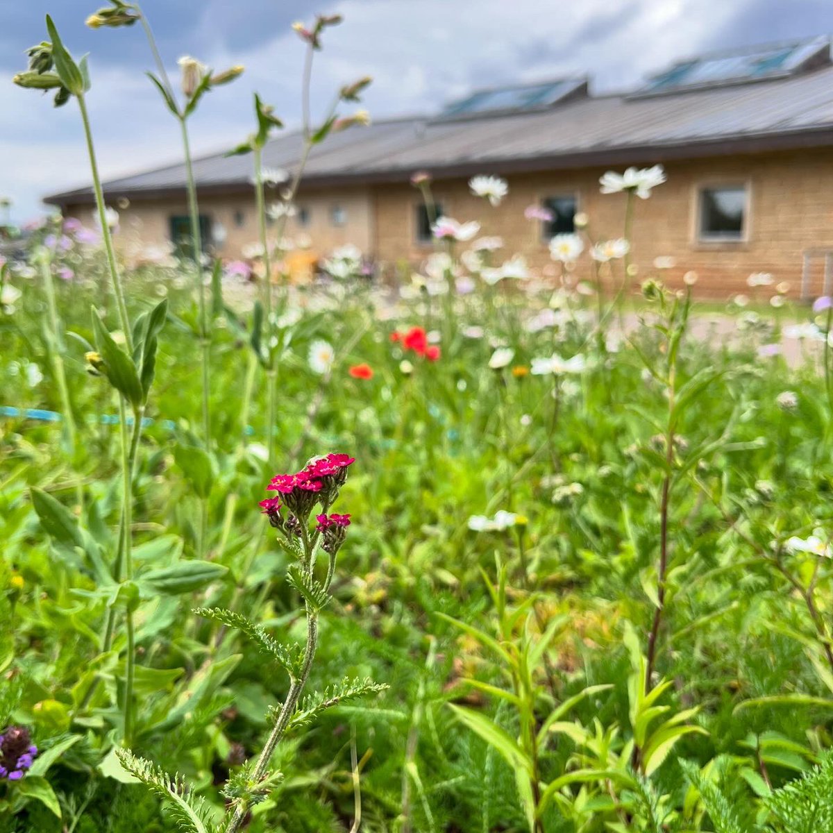 Meadows Magnified….
Next workshop at High Hazels park, on Thursday 2-4pm - come and count pollinators and make cyanotypes!  Sign up via link eventbrite.co.uk/e/meadows-magn…