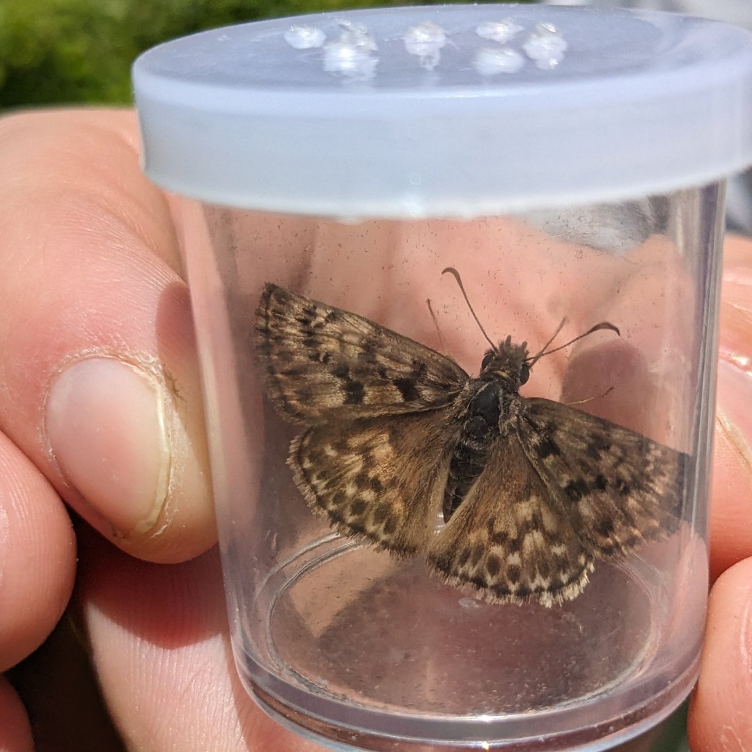 Wildlife Preservation Canada (@wpcwild911) on Twitter photo The mottled duskywing reintroduction project into Pinery Provincial Park kicked off its fourth year on May 6th! Hear from Shannon Underwood, Crew Lead for the Program, here: wildlifepreservation.ca/blog/ontarios-…
<a href="/RyanNorrisSci/">Dr. Ryan Norris</a>
<a href="/Conservatory_/">Cambridge Butterfly</a>
<a href="/OntarioParks/">Ontario Parks</a>
@NushaKeyghobadi
@nrsinews The mottled duskywing reintroduction project into Pinery Provincial Park kicked off its fourth year on May 6th! Hear from Shannon Underwood, Crew Lead for the Program, here: wildlifepreservation.ca/blog/ontarios-…
<a href="/RyanNorrisSci/">Dr. Ryan Norris</a>
<a href="/Conservatory_/">Cambridge Butterfly</a>
<a href="/OntarioParks/">Ontario Parks</a>
@NushaKeyghobadi
@nrsinews