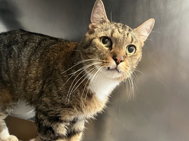 SENIOR ALERT! Client came to the MACC with a cat Monsieur Cuddles that has been roaming around his apartment building for 2 weeks after his neighbor in one of the apartments passed away.
facebook.com/photo?fbid=887…