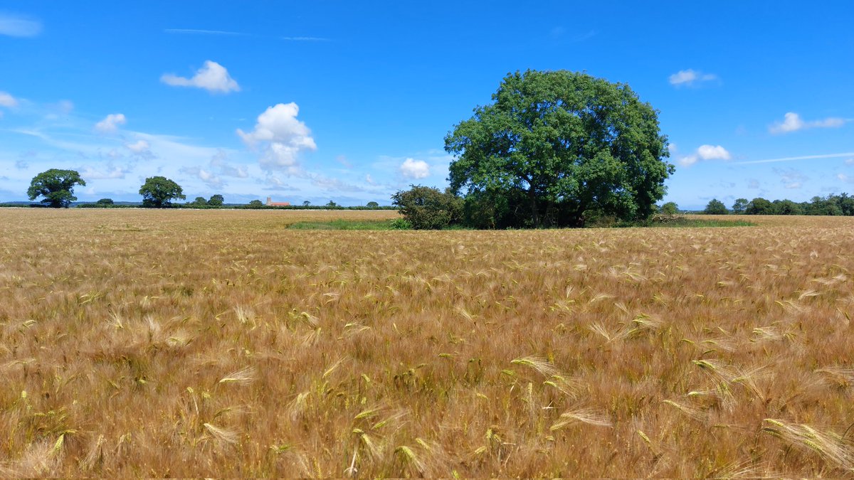 What is the most important but neglected farmland habitat? A pond takes up minimal space in a field but massively supports almost every living thing for miles around. Water is precious. Ponds are precious.
