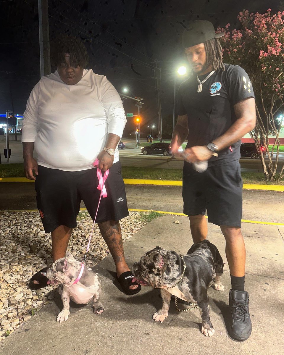 Vertrainnn_'s tweet image. BigX loved his blue merle female 🔥 Bro been rocking with the program, done finally grabbed him a pup 🤝🏽 

Motivation man 🙏🏽 That’s all I want to do is push others to greatness, motivate the next person to go harder! 
#MoPower #UpNext @BigXthaPlugg