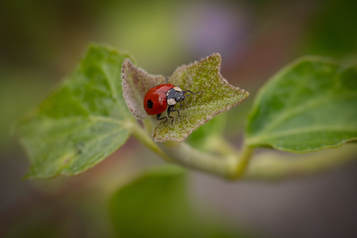 MelanieMalbon's tweet photo. Two spot ladybird on a three lobed leaf …
#photography #MacroPhotography #Sony #ThePhotoHour #nature #NaturePhotography #wildlife #WildlifePhotography #ladybirds #June2024 https://t.co/SRxha6fsHj