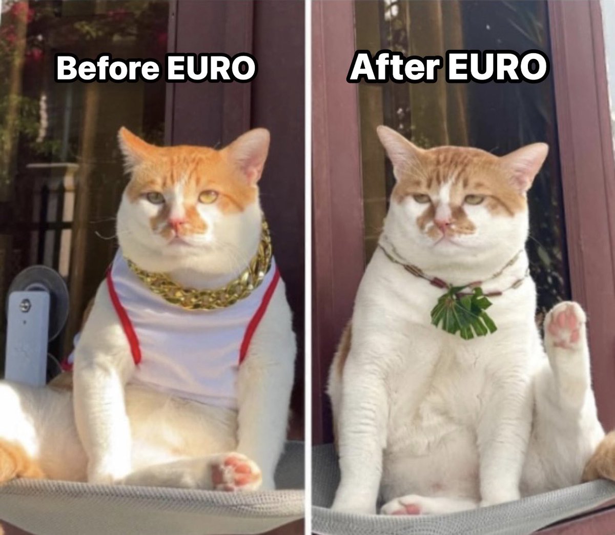 IslandBitcat's tweet photo. Before and after the EURO 2024 season 😸
#BitcatIsland #EURo2024 #CatsofX https://t.co/dulXEo5xwz