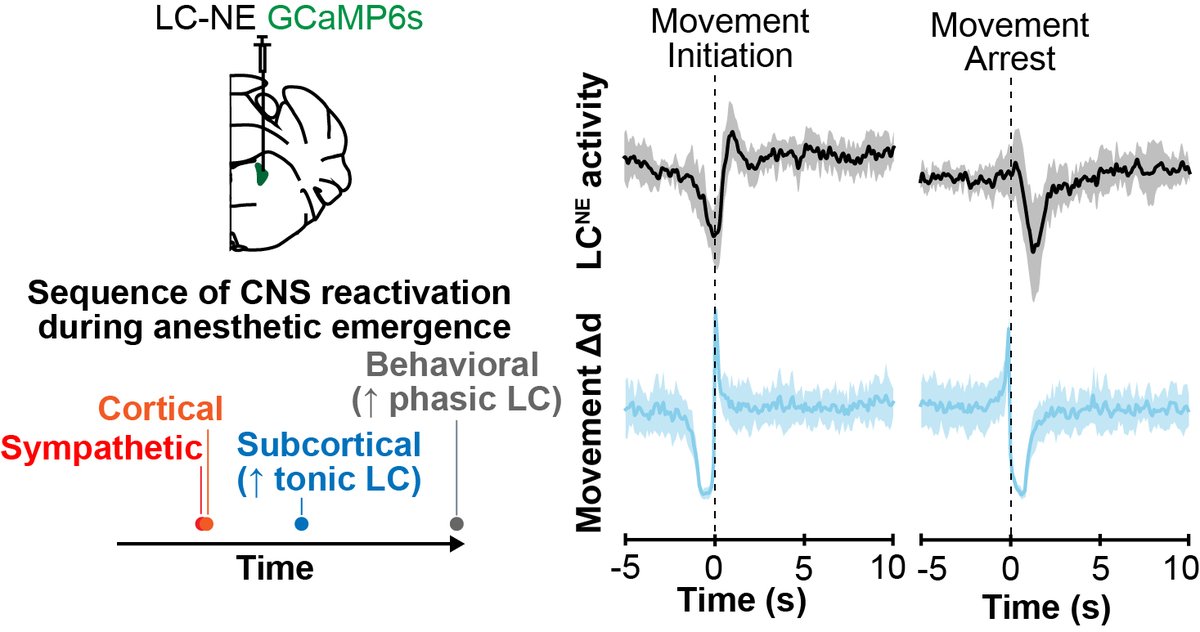 Excited to share our preprint “Noradrenergic tuning of arousal is coupled to coordinated movements” from <a href="/mbruchas/">mbruchas</a>' lab.

biorxiv.org/content/10.110…

How does an animal coordinate arousal and movement?