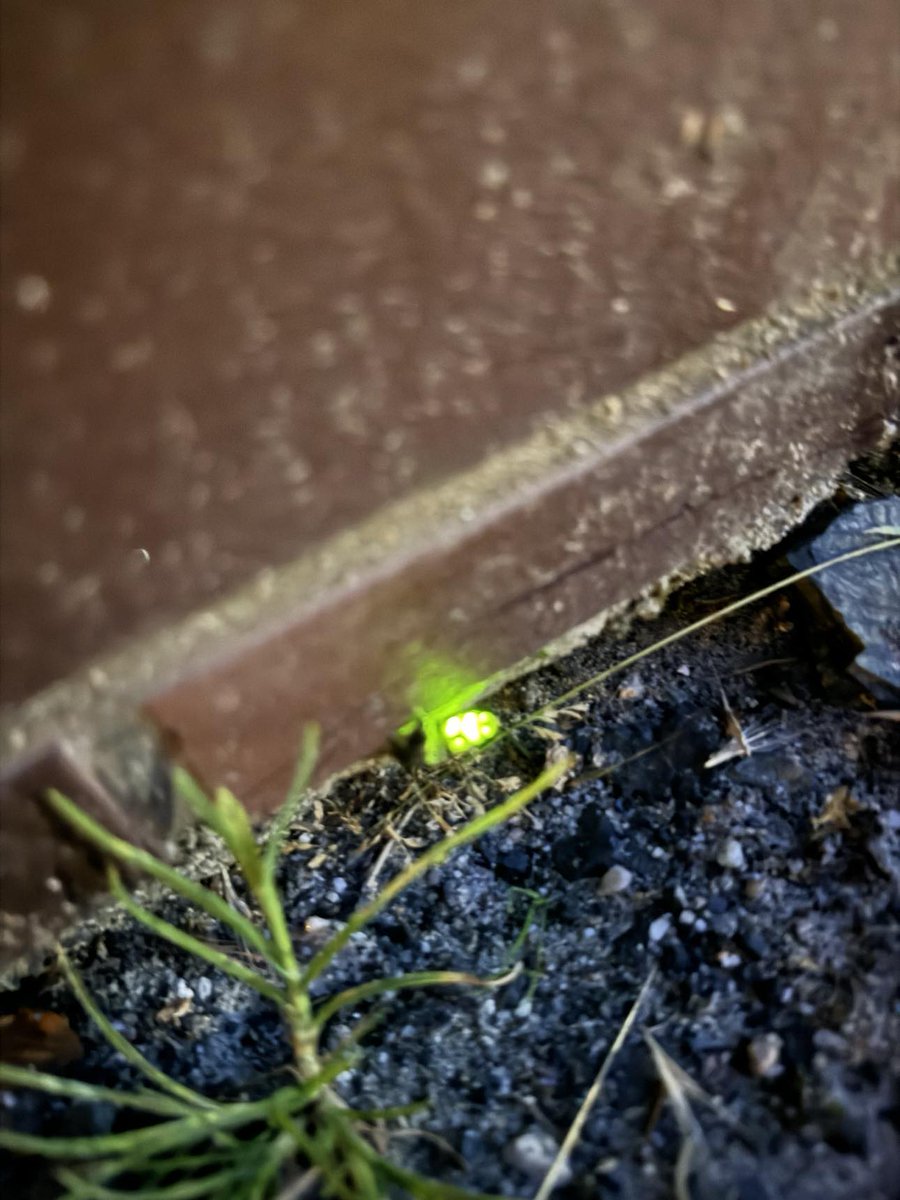 razpol's tweet image. Taki osobnik mnie dziś odwiedził.. 😳