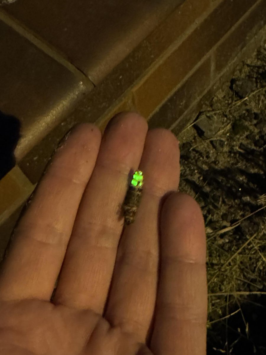 razpol's tweet image. Taki osobnik mnie dziś odwiedził.. 😳