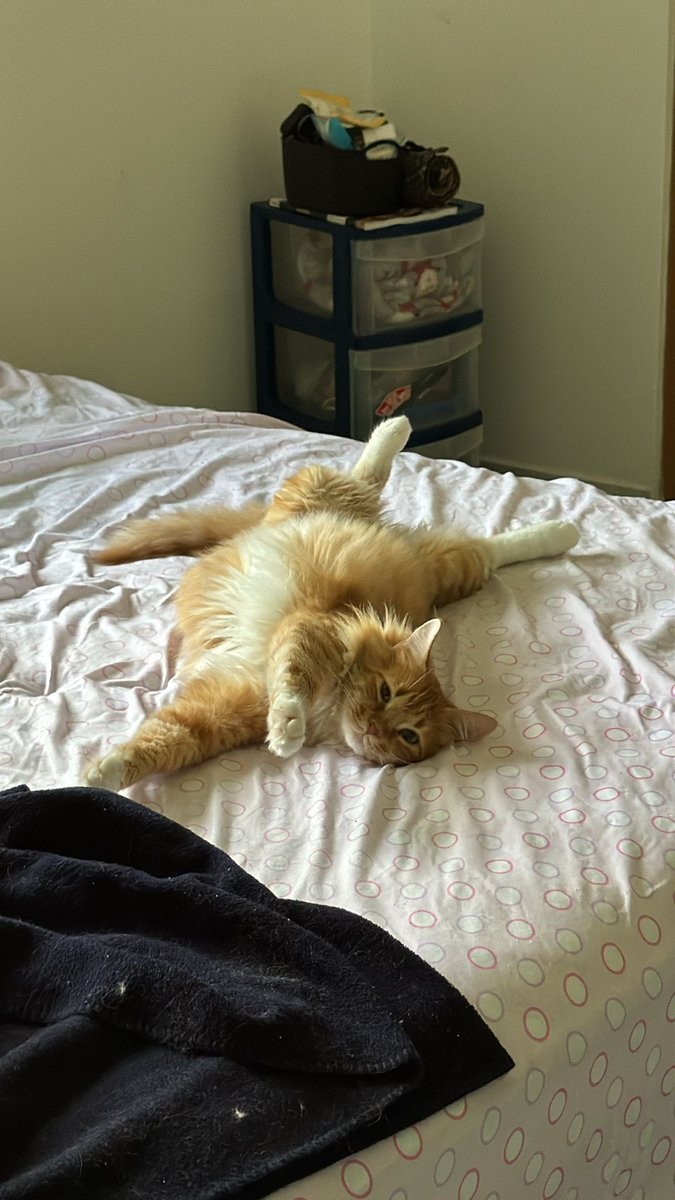 vazalito💫 tweet media