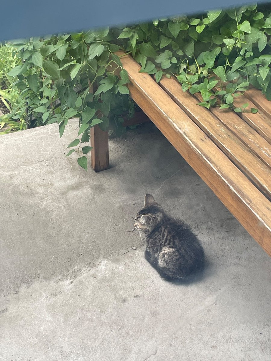 SarahBlick3's tweet photo. #CatUpdate Appointments have been made to spay/neuter Mama cat and kittens at the end of July, once kittens are fully weaned. One kitten was already caught &amp; adopted today. Pic of kitten adopted today 🥰 https://t.co/VNMOMFb3xv