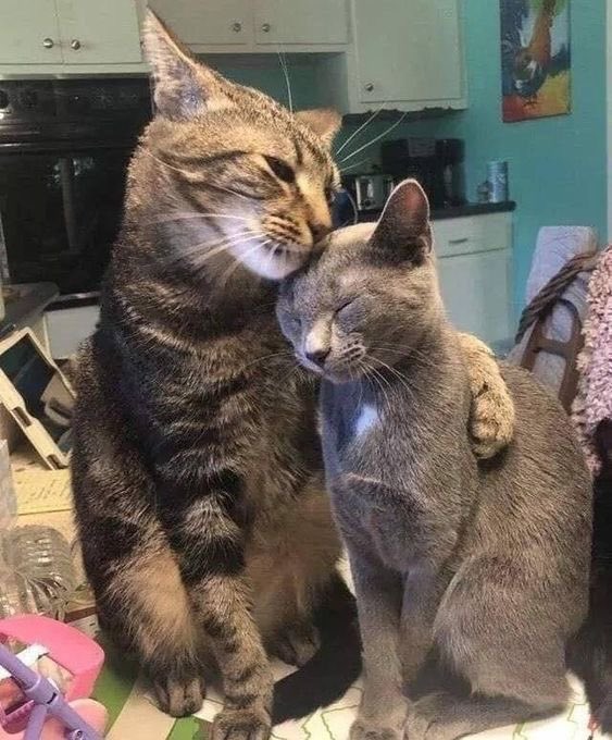 i would spend all nine lives with you <3