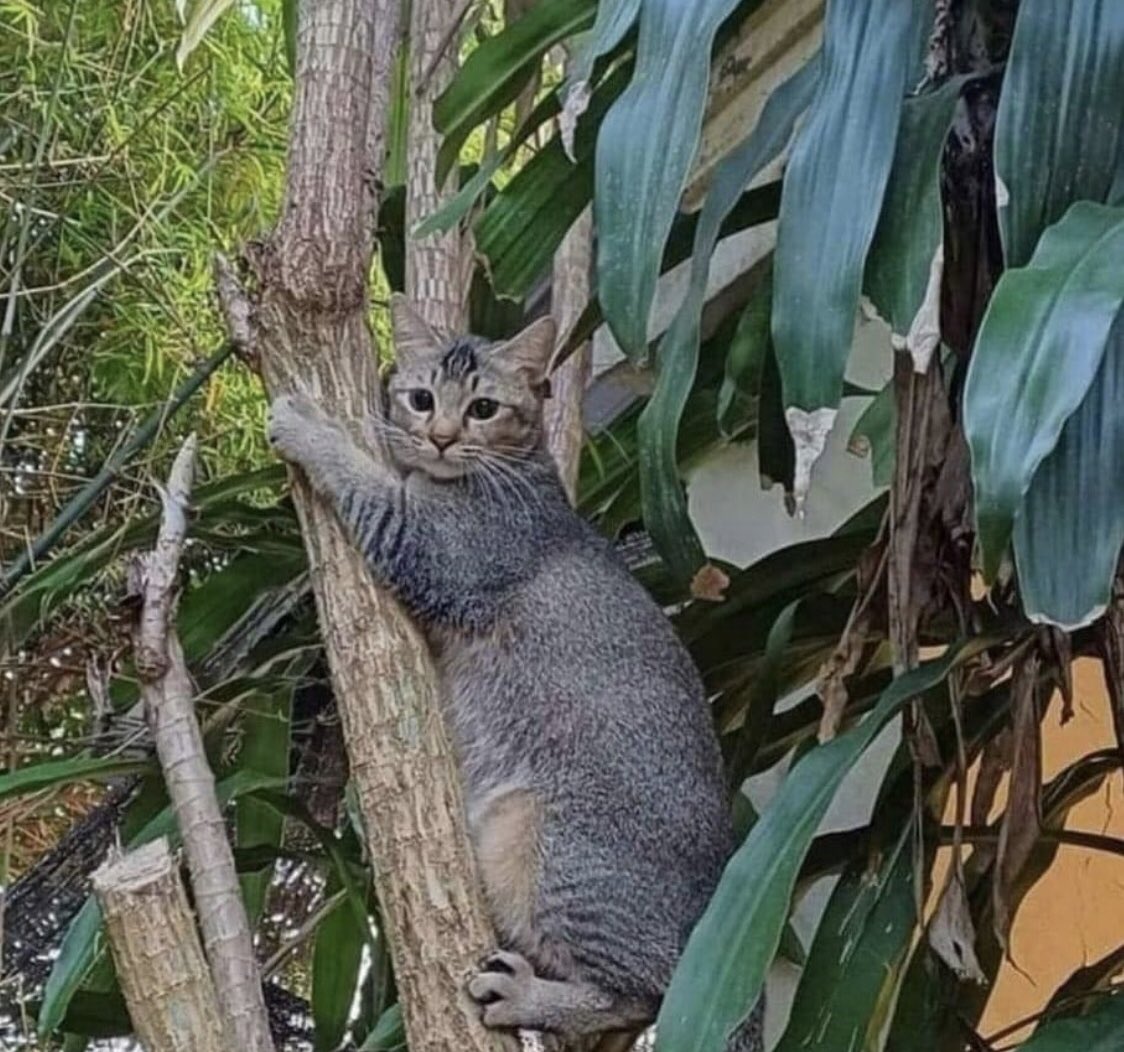 norelenita's tweet photo. Se vende Koala, a veces maúlla pero es por el calentamiento global… https://t.co/oU5fW9iFw7