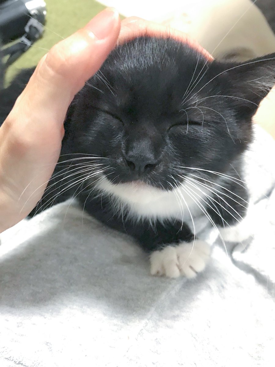 unicouniuni3's tweet image. 子猫時代のうに

When Uni was a kitten