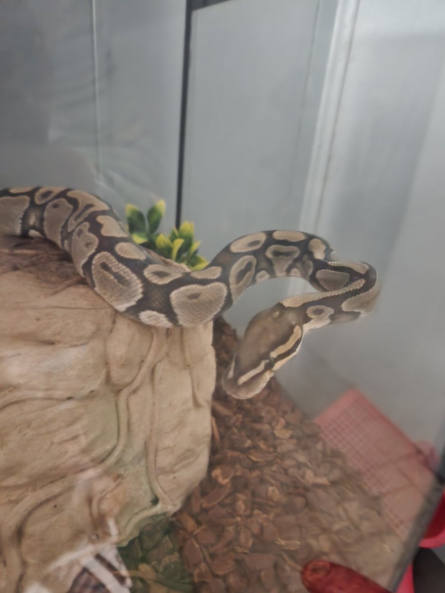 Mother_Moth07's tweet photo. @cybernooped Here's my murderous children, enjoy https://t.co/NZeW8tnZgf
