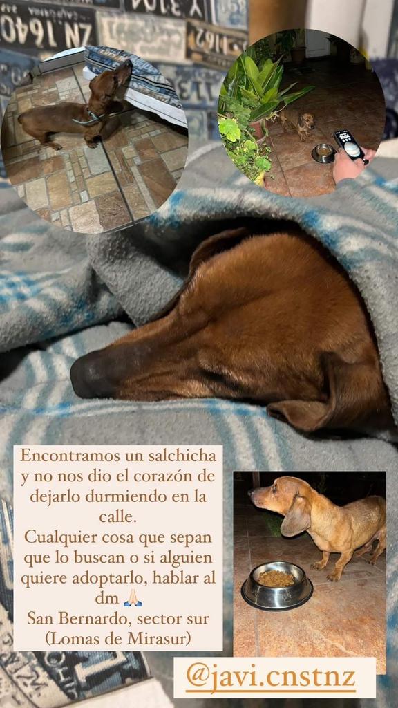 todopormiperro's tweet photo. Atención salchicha en San Bernardo busca a sus dueños https://t.co/Us15UMYtWW