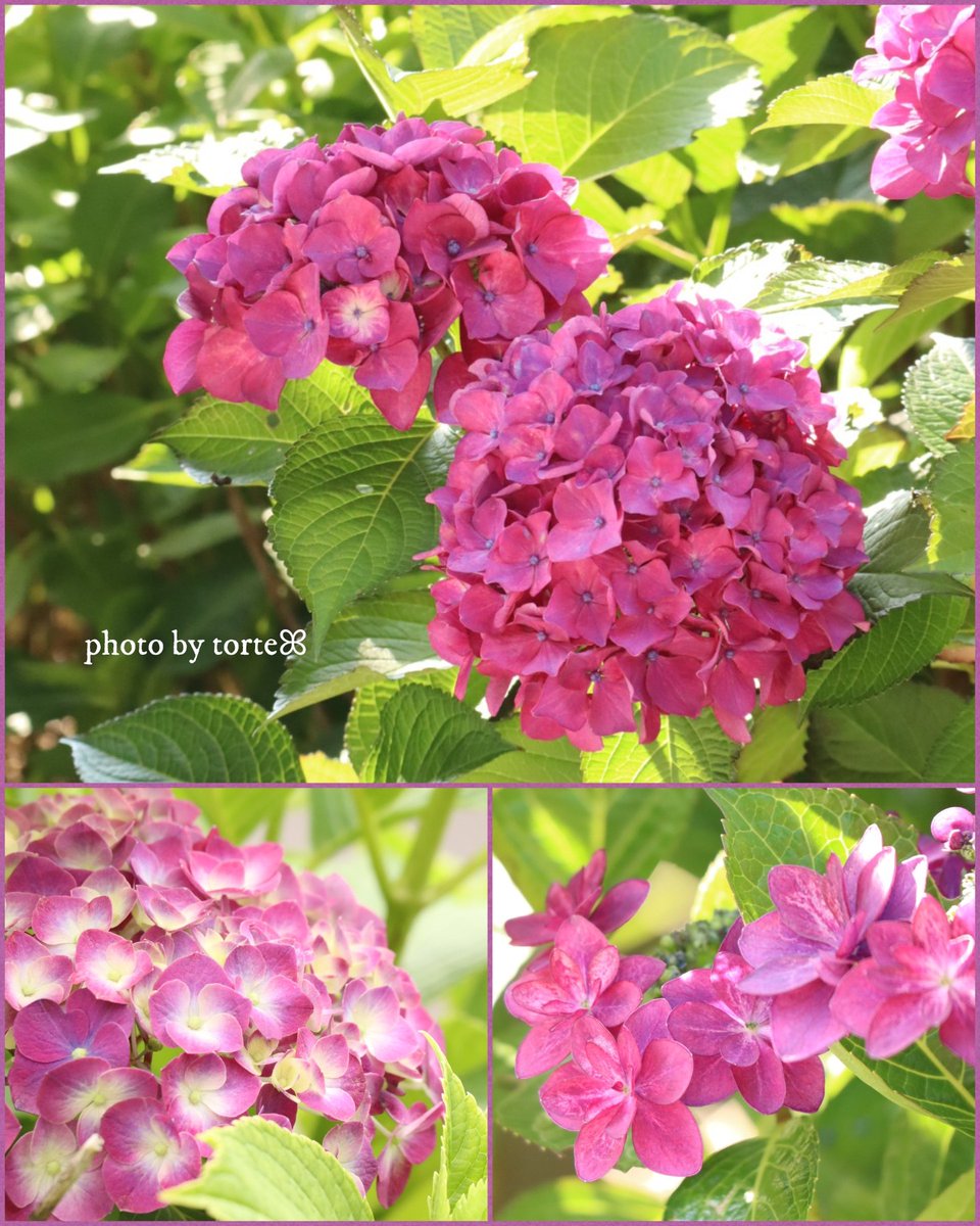 ๐ก๐๐๐ก๐ ๐ธ๊คหหยฐ๐กผ.๐คฃ๐ฅง (@torte_march) on Twitter photo โ อโห
     ๆจๆผใๆฅใฎไธญใฎ
        ่ผใ็ฌ้ก(โ
โขอแดโขอ).:*เท
                                   ๐๐ฉท๐๐ธ โพ๐๐๐ฌ.
      #็ดซ้ฝ่ฑ ๐ฑ๐๐ โ อโห
     ๆจๆผใๆฅใฎไธญใฎ
        ่ผใ็ฌ้ก(โ
โขอแดโขอ).:*เท
                                   ๐๐ฉท๐๐ธ โพ๐๐๐ฌ.
      #็ดซ้ฝ่ฑ ๐ฑ๐๐