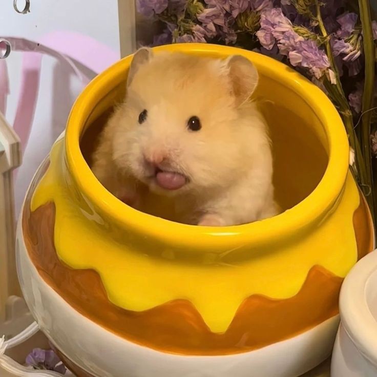 TweetsOfHamster's tweet photo. 😋 https://t.co/YBcD72a91I