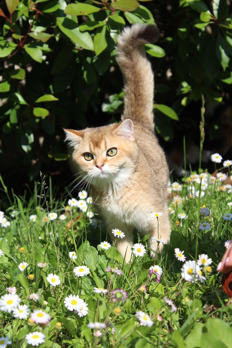 Finally, we created a new Instagram page for our followers from America! 🇺🇸 Hercules welcomes you among the flowers 🌼. Join us to see more of his adventures! Follow us at lido_land.us
