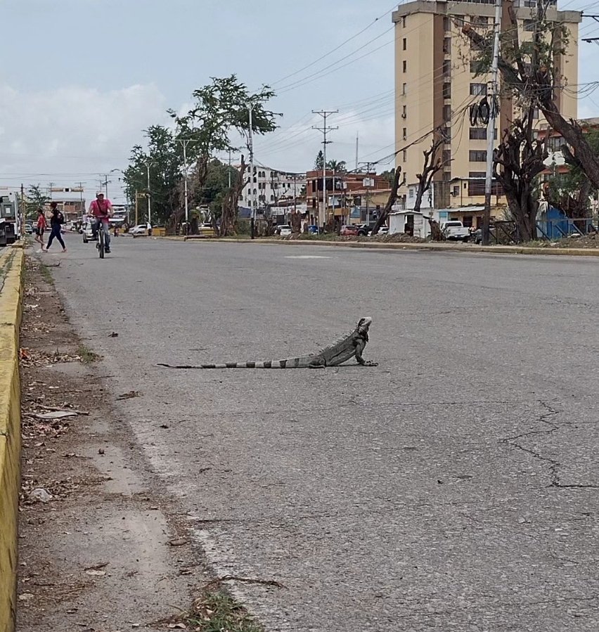 Muy triste y lamentable que la fauna de #Maracay se vea afectada por las barbaridades de los entes gubernamentales que mas bien deberían protegerlos...
Ahora que pasará con las iguanas?
