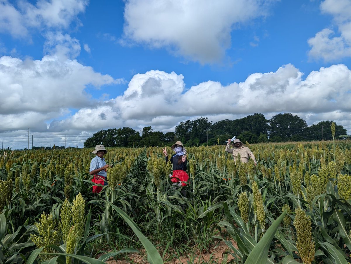 SainiDK10's tweet photo. A few members of our team are at the @TAMU sorghum research field, collecting data on the physiological traits of sorghum hybrids🥳🥳. Impressive to see Prof. Rooney's well-managed sorghum breeding trials🙏🙏! 🌾 #Sorghum #ClimateSmartCrop @KJagadish_TTU https://t.co/yfZyK70pDL