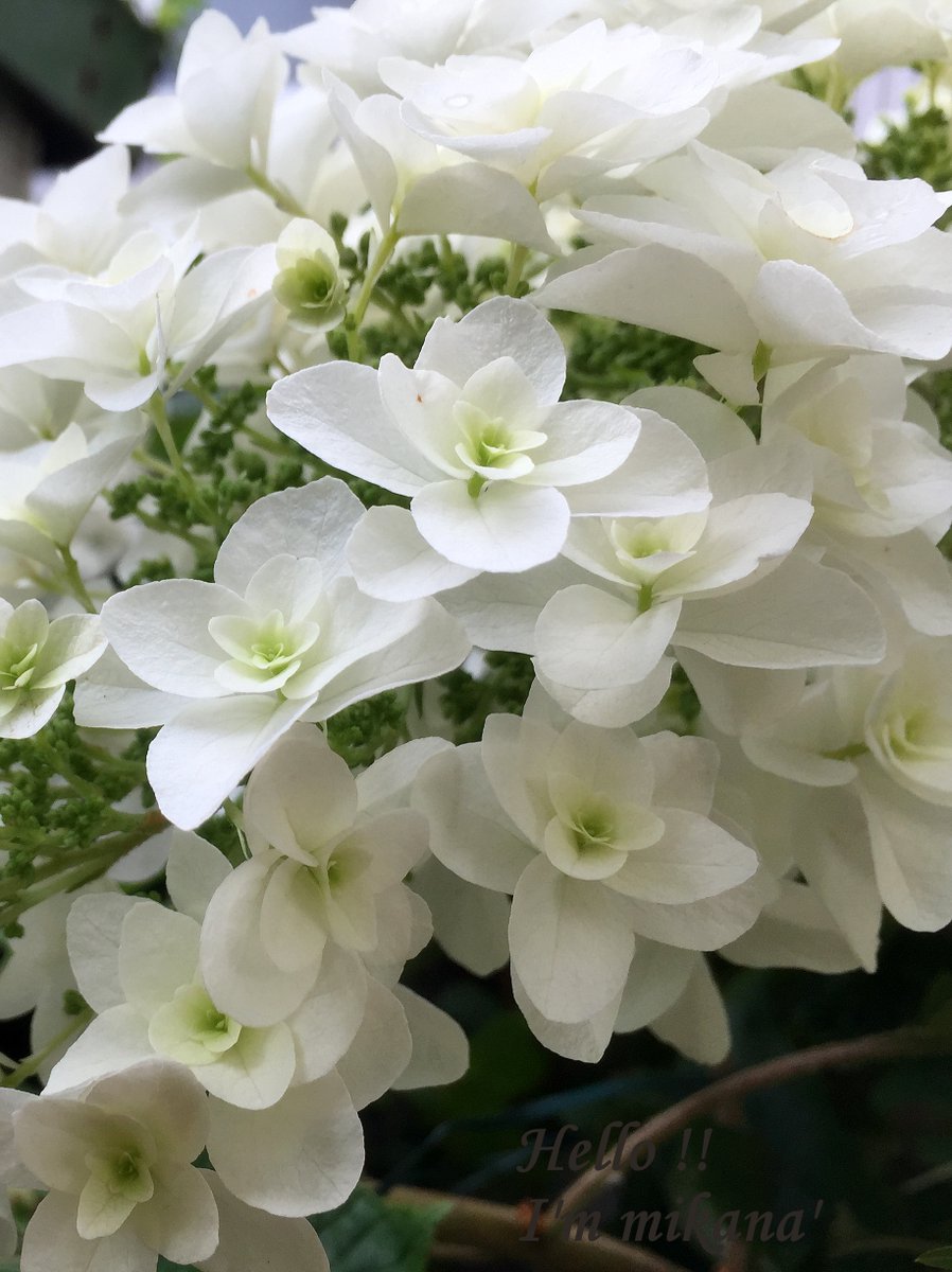 kemoc1's tweet photo. おはようございます♪
とにかく素敵　♡♡♡
うっとり ～ ～ ～
ビラミット紫陽花

#朝撮り一番
#ピラミット紫陽花 https://t.co/QrfUd0tshU
